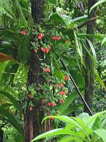 Martinique2003 055 